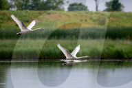 Mute Swans In Ohio