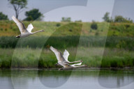 Mute Swans In Ohio
