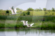 Mute Swans In Ohio