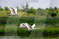 Mute Swans In Ohio