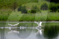 Mute Swans In Ohio