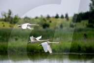 Mute Swans In Ohio