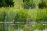 Mute Swans In Ohio