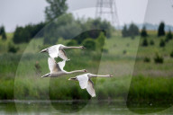 Mute Swans In Ohio