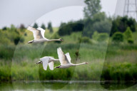 Mute Swans In Ohio
