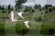 Mute Swans In Ohio