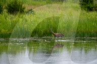 Mute Swans In Ohio