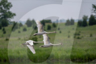 Mute Swans In Ohio