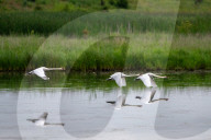 Mute Swans In Ohio