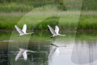 Mute Swans In Ohio