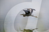 Mute Swans In Ohio