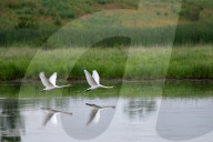 Mute Swans In Ohio
