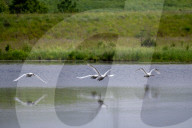 Mute Swans In Ohio