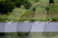 Mute Swans In Ohio