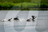 Mute Swans In Ohio