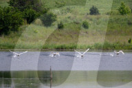 Mute Swans In Ohio
