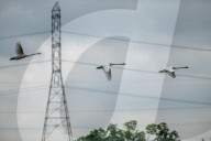 Mute Swans In Ohio