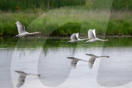 Mute Swans In Ohio