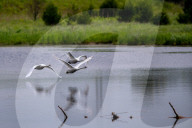Mute Swans In Ohio