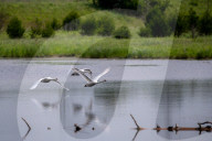 Mute Swans In Ohio