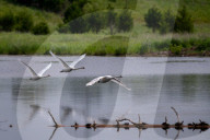 Mute Swans In Ohio