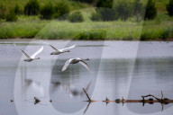 Mute Swans In Ohio