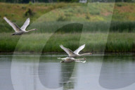 Mute Swans In Ohio