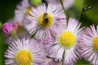 Bees Pollinating Small Wild Daisy Flowers
