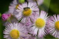 Bees Pollinating Small Wild Daisy Flowers