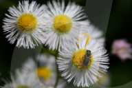 Bees Pollinating Small Wild Daisy Flowers