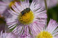 Bees Pollinating Small Wild Daisy Flowers
