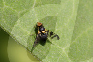 Cherry Fruit Fly