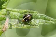 Four-lined Plant Bug Nymph