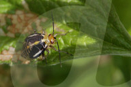 Four-lined Plant Bug Nymph