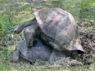 Vaterfreuden mit 135 Jahren: Galapagos-Riesenschildkröte Goliath aus dem Zoo Miami ist der erstmals Vater geworden