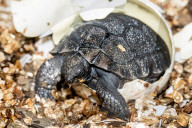 Vaterfreuden mit 135 Jahren: Galapagos-Riesenschildkröte Goliath aus dem Zoo Miami ist der erstmals Vater geworden