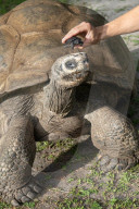 Vaterfreuden mit 135 Jahren: Galapagos-Riesenschildkröte Goliath aus dem Zoo Miami ist der erstmals Vater geworden