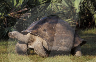 Vaterfreuden mit 135 Jahren: Galapagos-Riesenschildkröte Goliath aus dem Zoo Miami ist der erstmals Vater geworden
