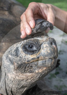 Vaterfreuden mit 135 Jahren: Galapagos-Riesenschildkröte Goliath aus dem Zoo Miami ist der erstmals Vater geworden