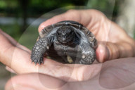 Vaterfreuden mit 135 Jahren: Galapagos-Riesenschildkröte Goliath aus dem Zoo Miami ist der erstmals Vater geworden