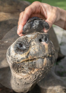 Vaterfreuden mit 135 Jahren: Galapagos-Riesenschildkröte Goliath aus dem Zoo Miami ist der erstmals Vater geworden