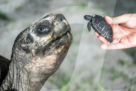 Vaterfreuden mit 135 Jahren: Galapagos-Riesenschildkröte Goliath aus dem Zoo Miami ist der erstmals Vater geworden
