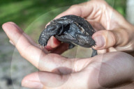Vaterfreuden mit 135 Jahren: Galapagos-Riesenschildkröte Goliath aus dem Zoo Miami ist der erstmals Vater geworden