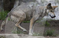  Various Species Such As Wolves, Elephants, Lions, And Giraffes Were Seen At The Mexico City Zoo, Despite The Rain In The Capital.