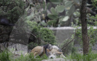  Various Species Such As Wolves, Elephants, Lions, And Giraffes Were Seen At The Mexico City Zoo, Despite The Rain In The Capital.