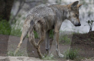  Various Species Such As Wolves, Elephants, Lions, And Giraffes Were Seen At The Mexico City Zoo, Despite The Rain In The Capital.