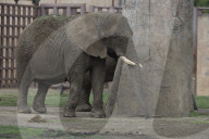  Various Species Such As Wolves, Elephants, Lions, And Giraffes Were Seen At The Mexico City Zoo, Despite The Rain In The Capital.