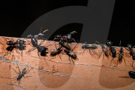 Winged Carpenter Ants (Camponotus Spp.) - Hercules Ants - Winged Termites - Monsoon