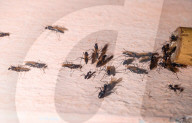 Winged Carpenter Ants (Camponotus Spp.) - Hercules Ants - Winged Termites - Monsoon
