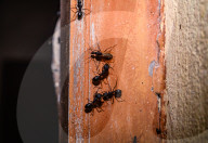 Winged Carpenter Ants (Camponotus Spp.) - Hercules Ants - Winged Termites - Monsoon